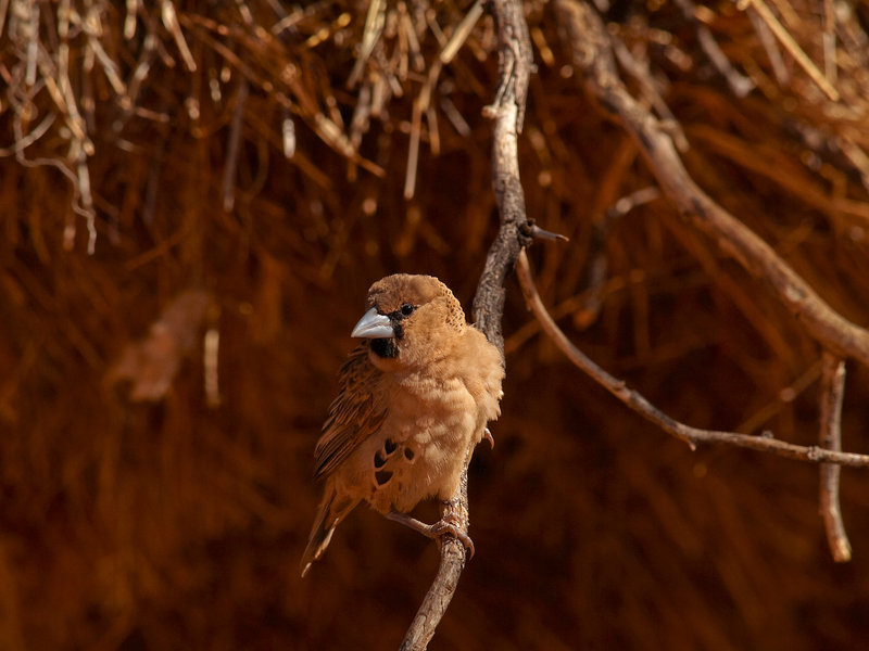 Weaver bird, Kalahari
